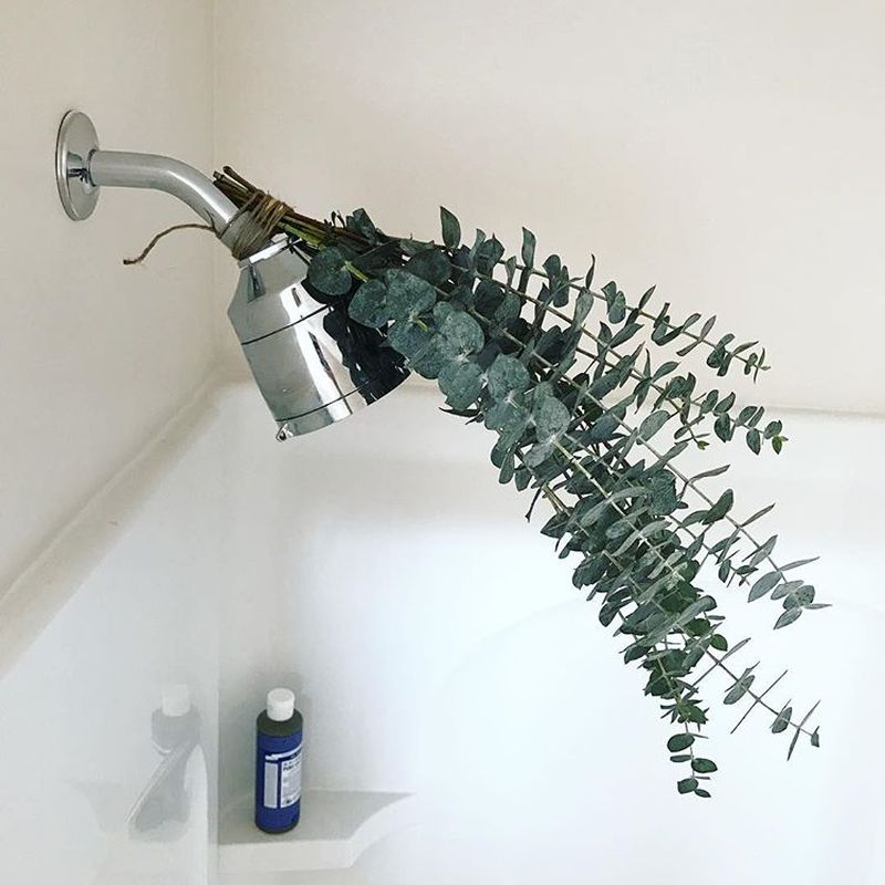 What Is Eucalyptus Shower Why Is It A Popular Instagram Trend