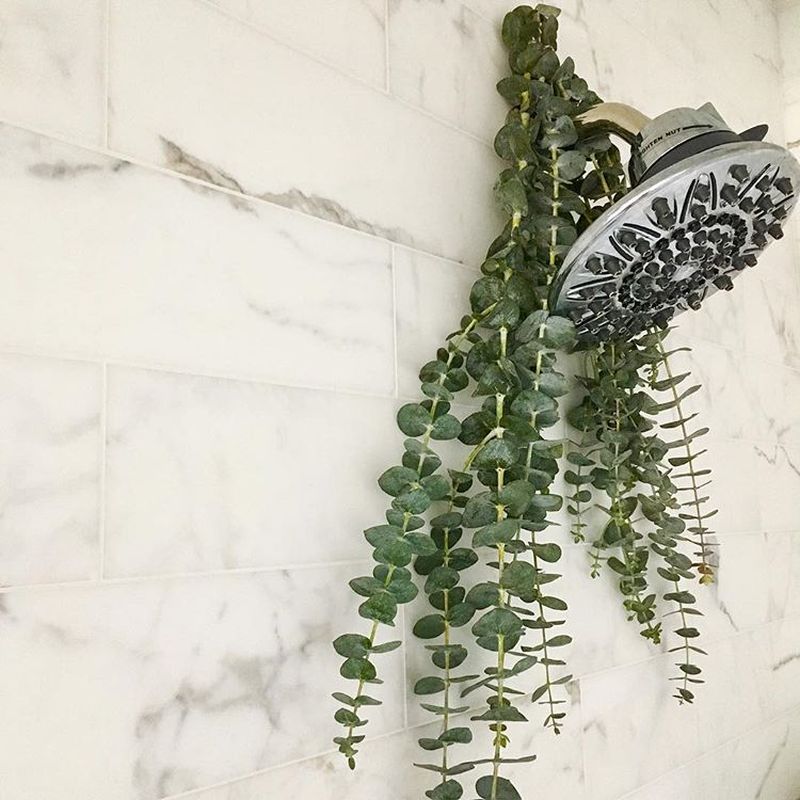 What Is Eucalyptus Shower Why Is It A Popular Instagram Trend