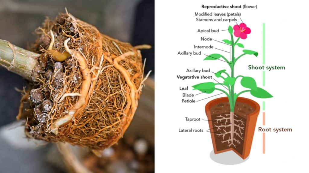 Scientific sturcture of a growing plant