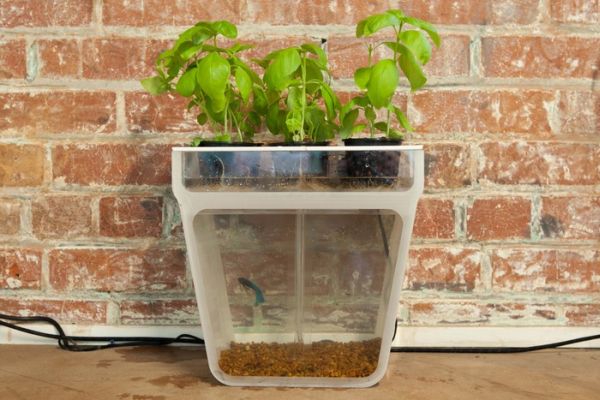one-of-a-kind self-cleaning fish tank grows plants