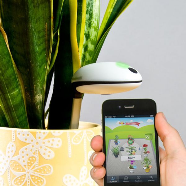 5 Best Plant Sensors for Smart Gardeners (Tips & Suggestions)