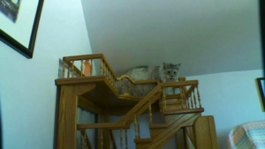 Man Builds Indoor Playhouse for his Cats