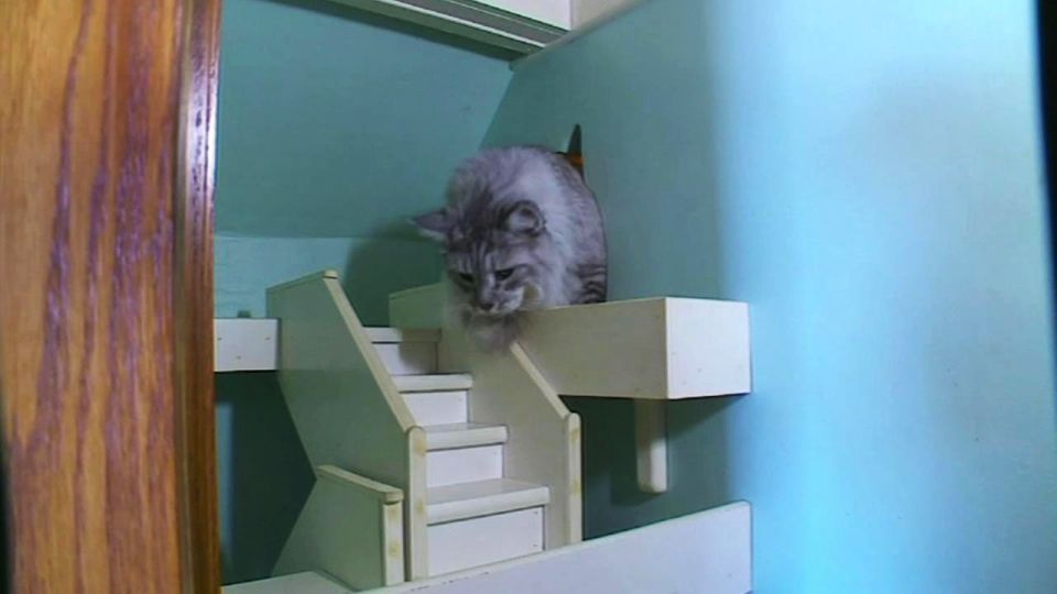 Man Builds Indoor Playhouse for his Cats