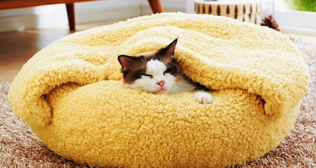 cozy cat bed