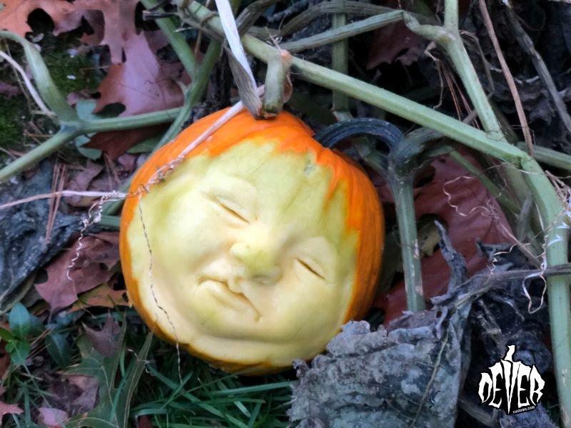 Sleeping baby pumpkin by Paul Dever