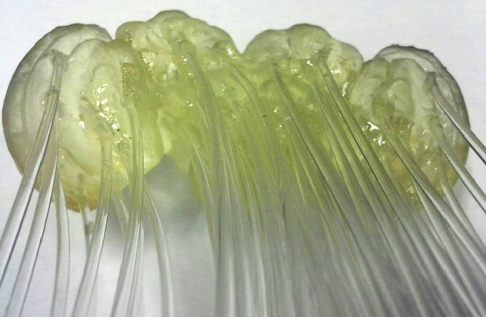 3D-Printed Lamp imitates Fruit Fly Brain Activity