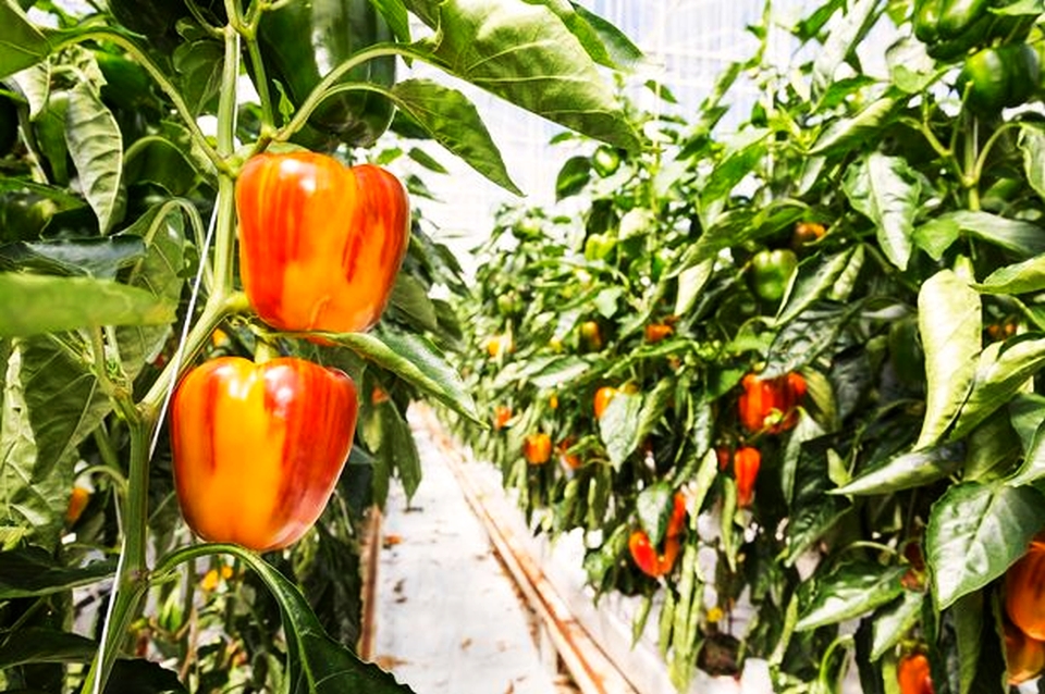 Asda World's First Striped Pepper