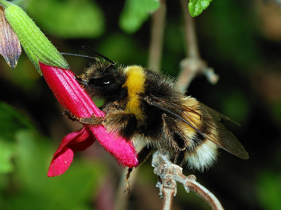 Bumblebee Hotel