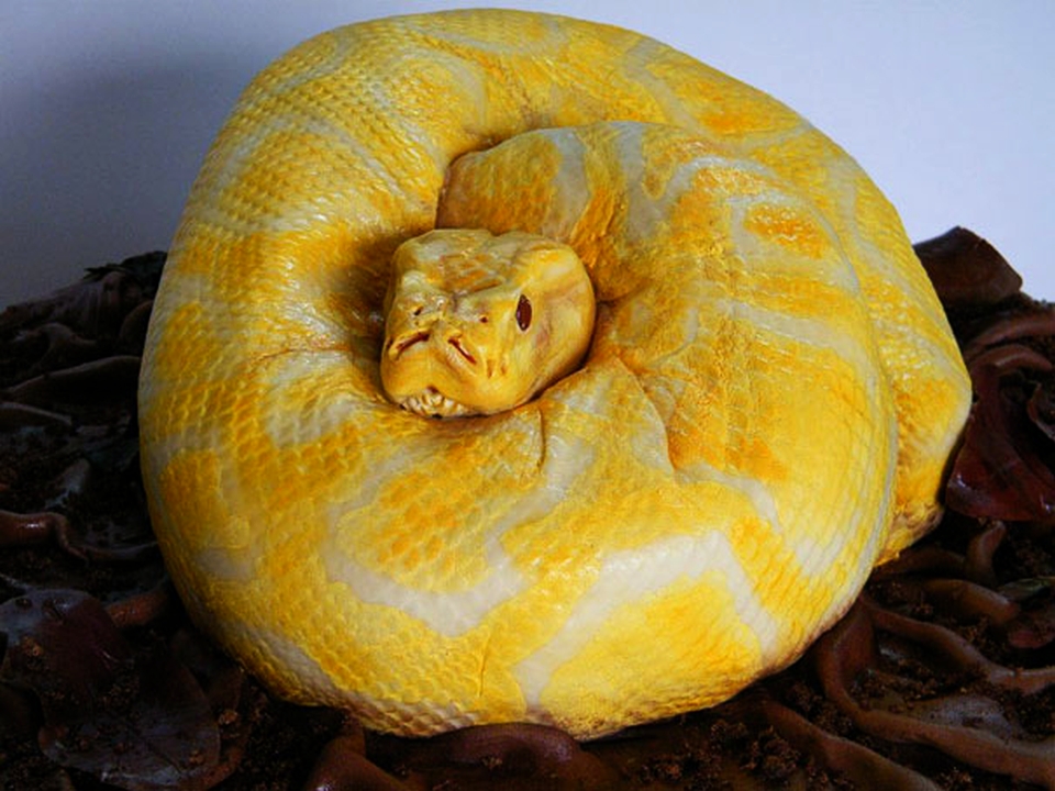 Snake cake