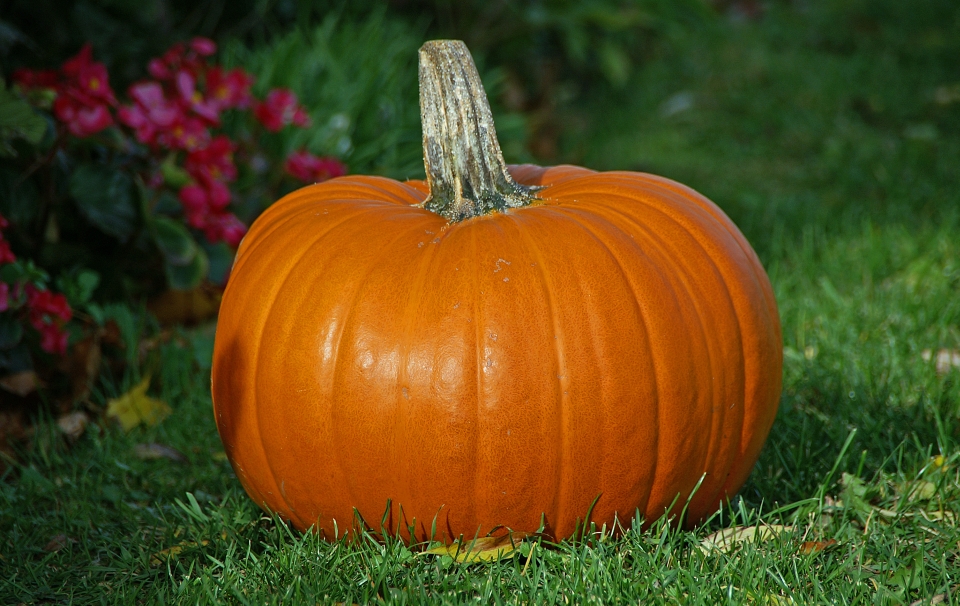 DIY pumpkin photo frame for picture perfect Halloween