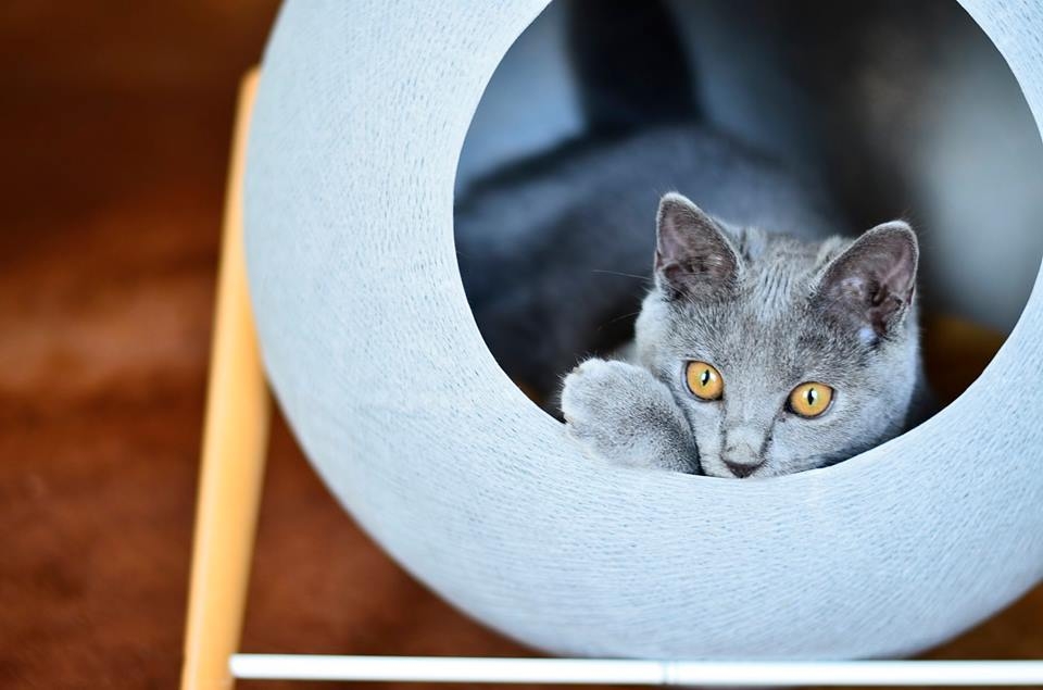 meyou paris cat ball