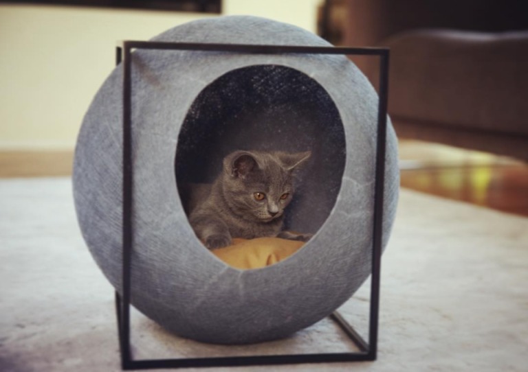 meyou paris cat ball