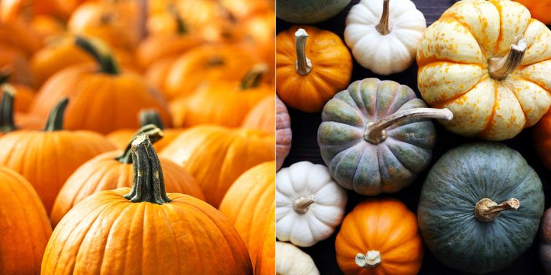 choose the right pumpkin with color and stem