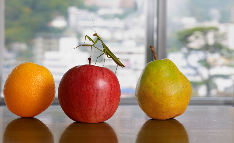 Nearly Eternal Food Art by Norbert Schoerner