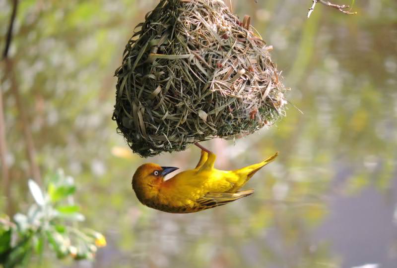 Robin Hill Nesting Treehouse by Blue Forest