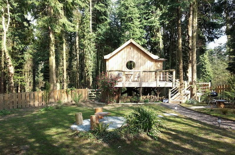 Birdhouse surrounde by dense Cedar trees