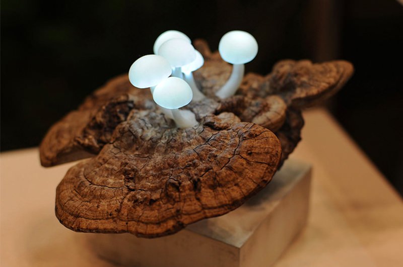 LED Mushroom Lights by Yukio Takano