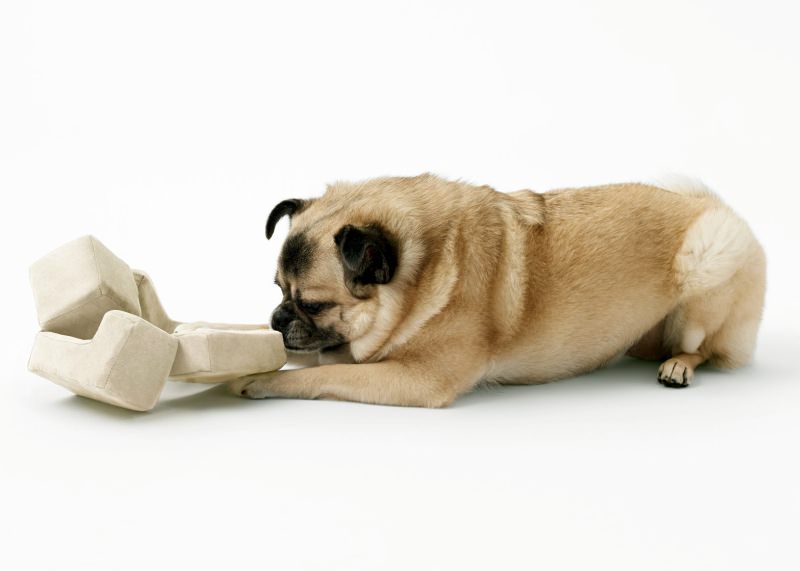 Cubic pet goods by Nendo