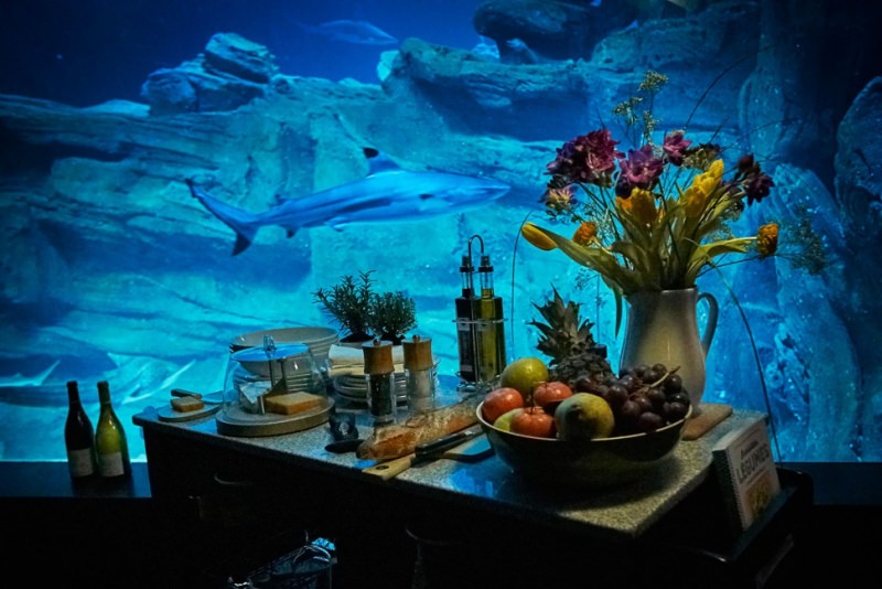 Airbnb Underwater Shark Bedroom