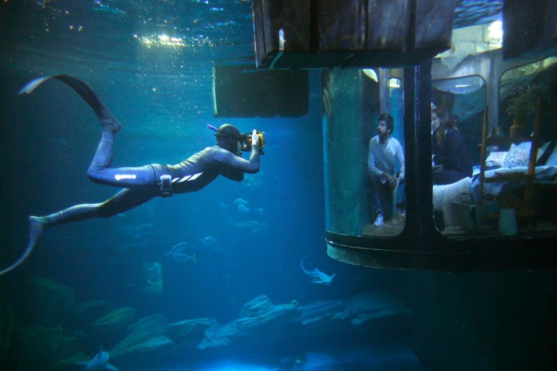 Airbnb Underwater Shark Bedroom