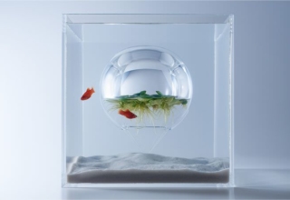 Fish Tank by Haruka Misawa