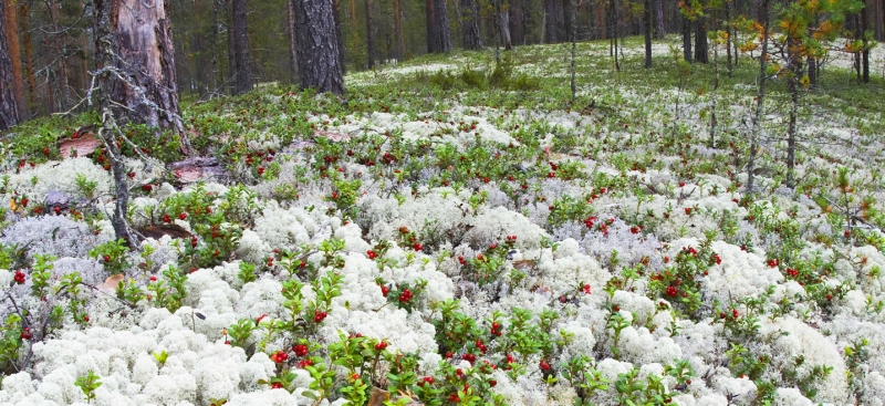 Polarmoss