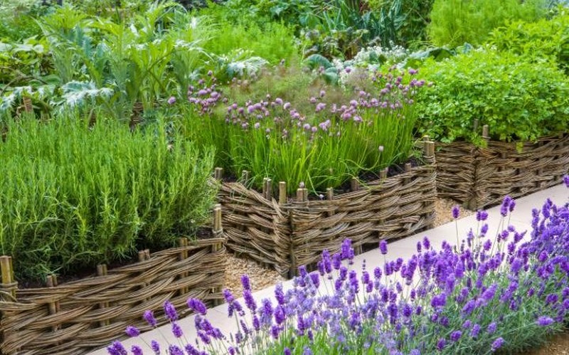 Outdoor herb garden