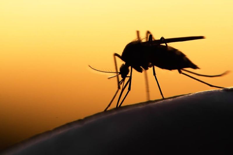 Mosquito-bites can be dangerous and lead to severe diseases