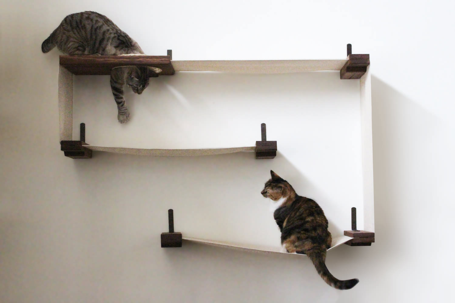 Kitties enjoy walking on cat bridge