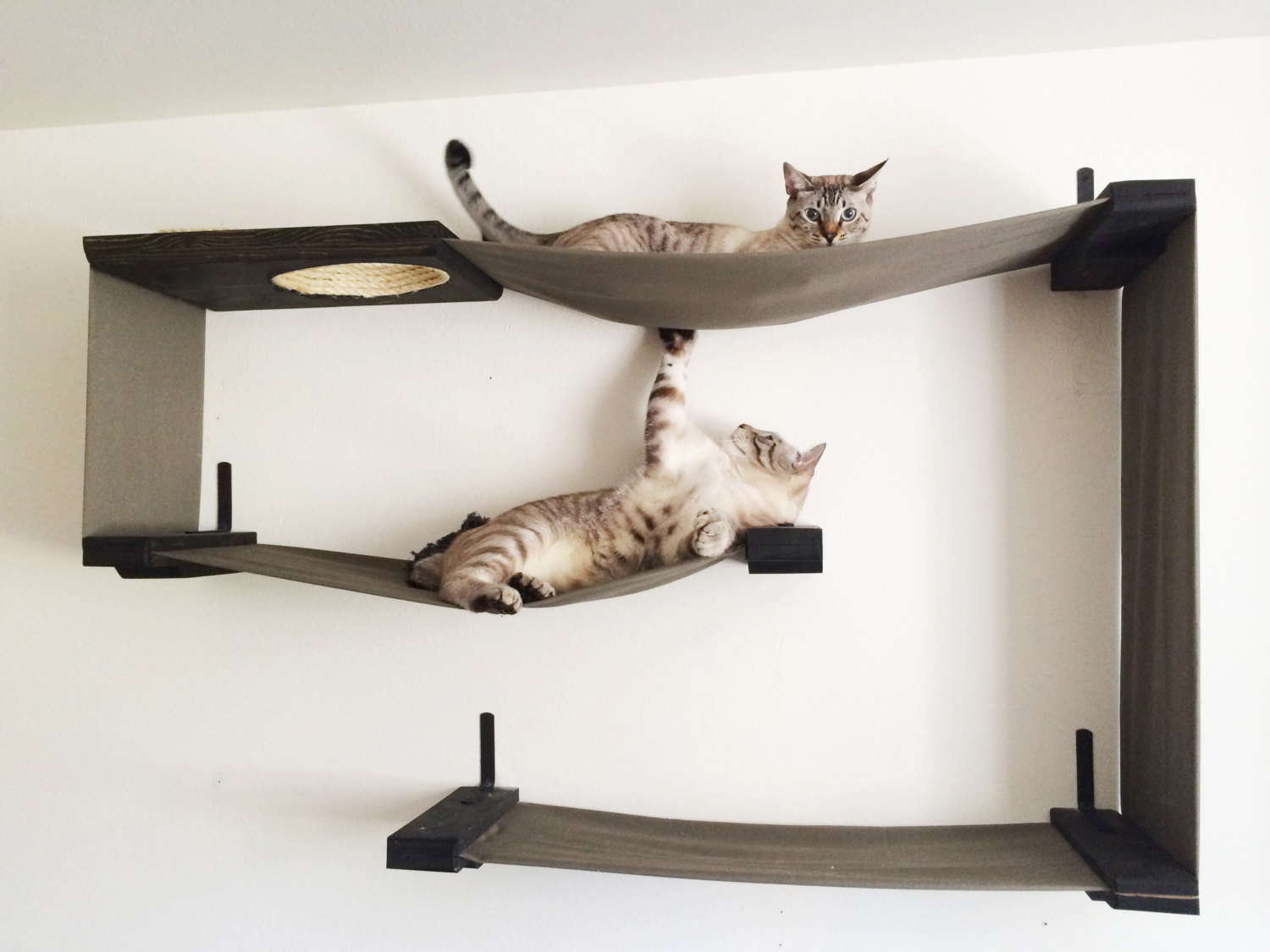 Catastrophe cat outlet furniture