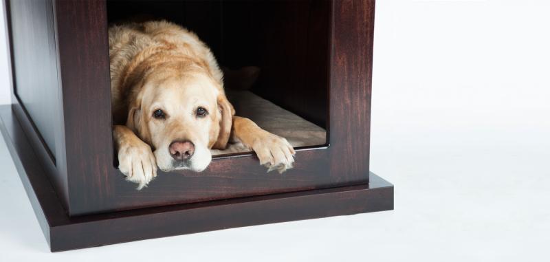 Tech savvy shelter your dog will love 