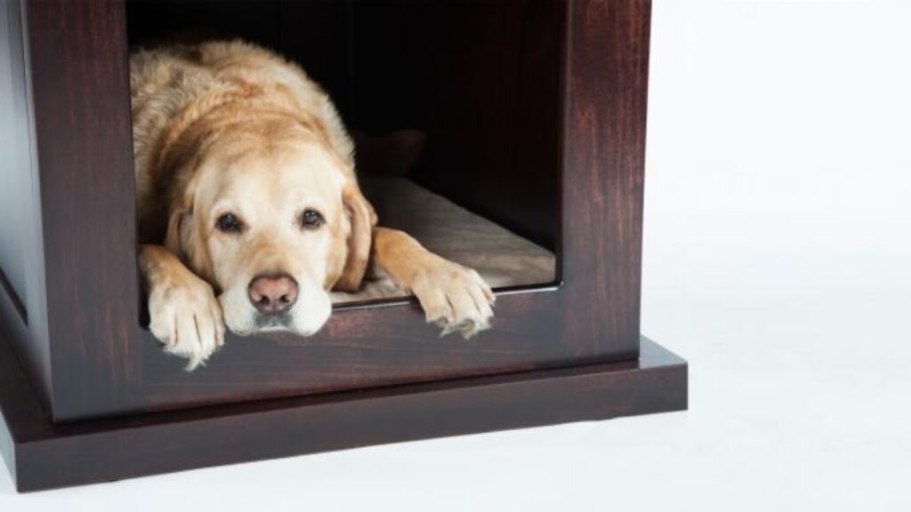 ZENCRATE: Smart Shelter for Anxious Dogs