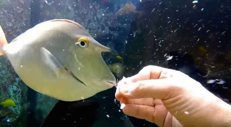 Man builds 30,000-liter aquarium