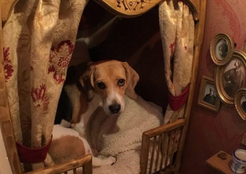 Dog house dedicated to the Beagle named Jessie 