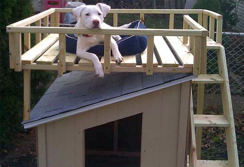 dog house with private rooftop deck