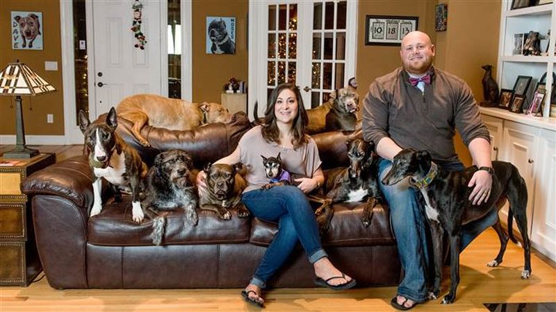 Couple builds a giant bed so their 8 dogs can sleep with them