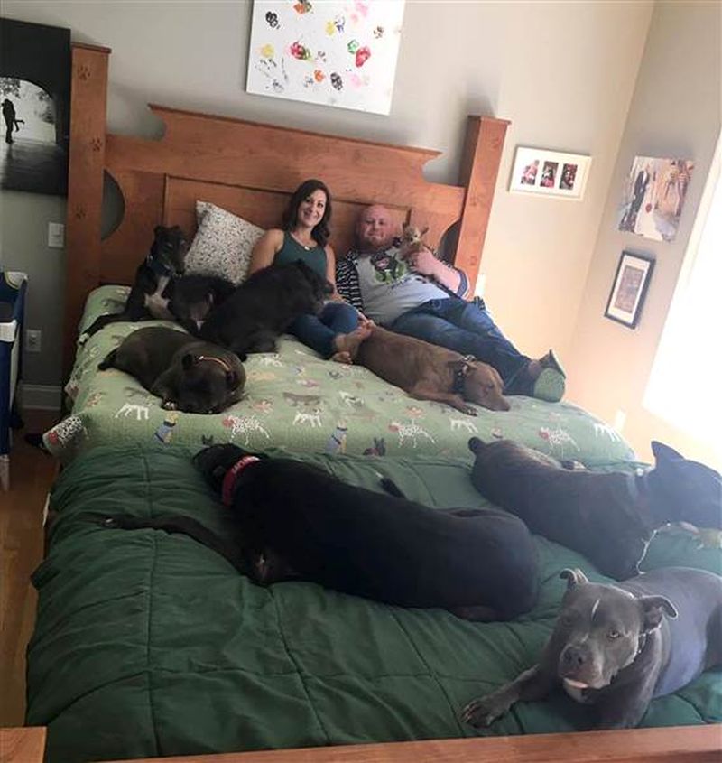 Couple builds a giant bed so their 8 dogs can sleep with them