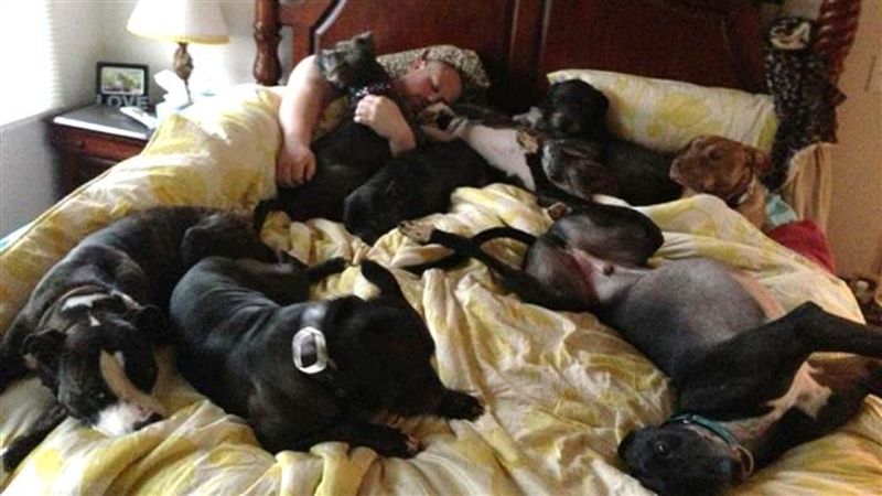 Couple builds a giant bed so their 8 dogs can sleep with them