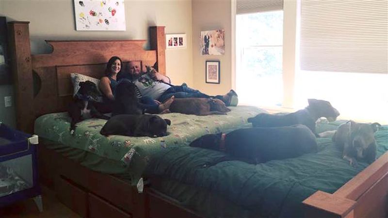 Couple builds a giant bed so their 8 dogs can sleep with them