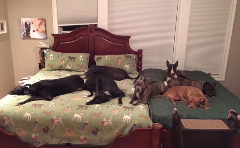 Couple builds a giant bed so their 8 dogs can sleep with them