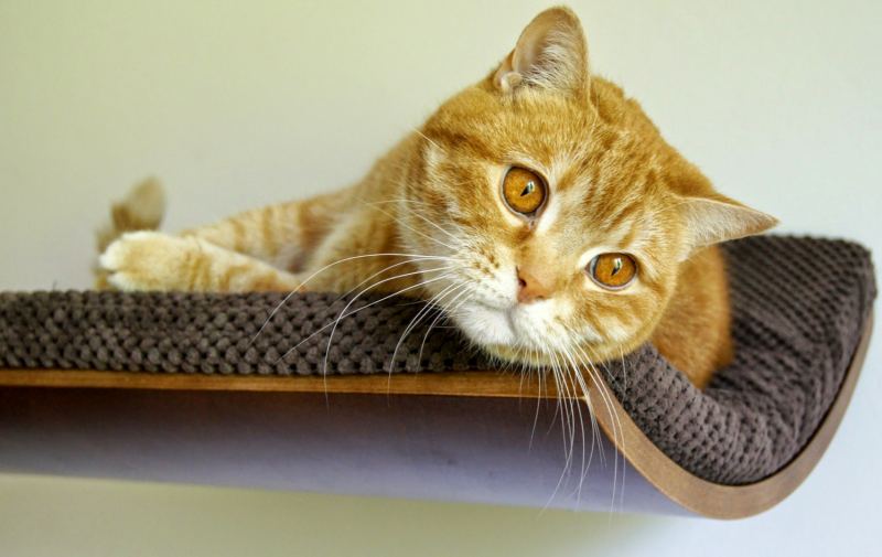 Cat Shelf Chill furniture 