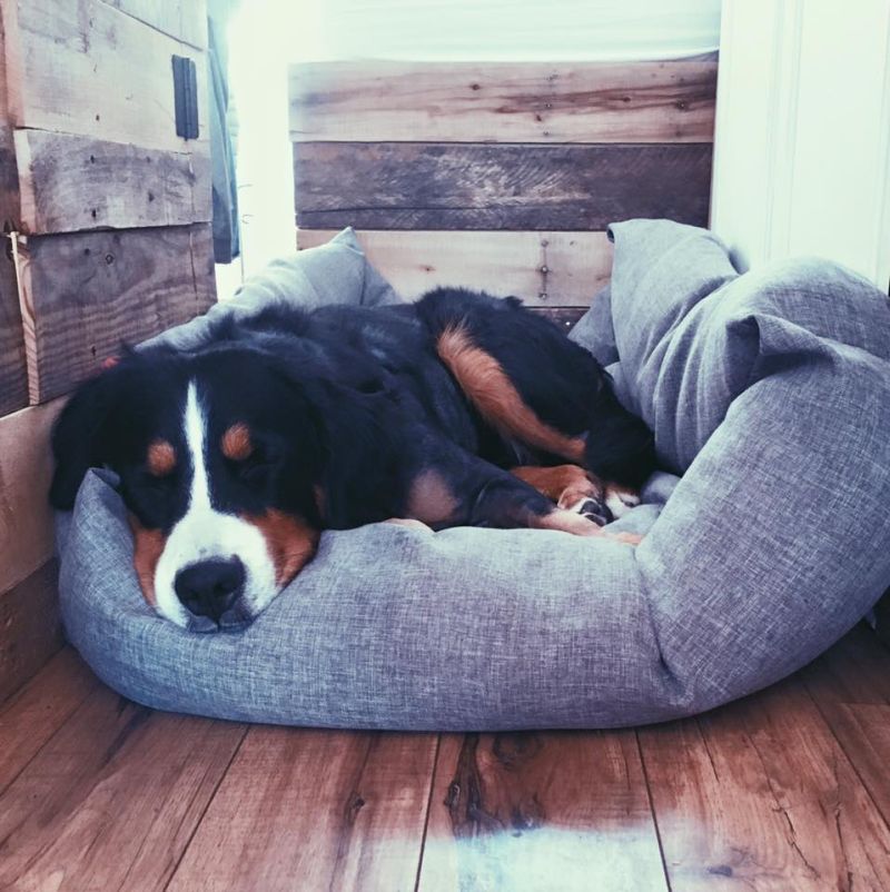 Bernese Mountain dog has also a personal bed but he does't like to sleep in it 