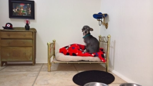 Tiny Chihuahua's Bedroom Under The Stairs