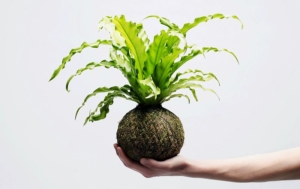 Kokedama indoor plants by We Smell The Rain