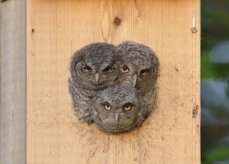 DIY owl house by Pete Ciula Jr. attracts different owl species