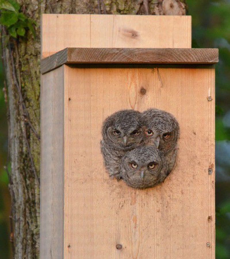 Three young owls peering outside from one of owl nesting boxes in Pete's property 