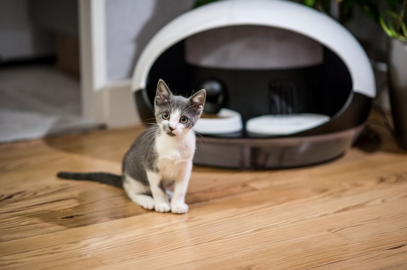 Catspad smart cat feeder identifies your cat to deliver food