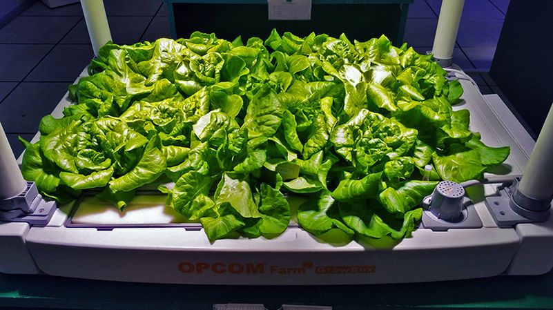 OPCOMLink USA's indoor hydroponic gardening systems at CES 2017