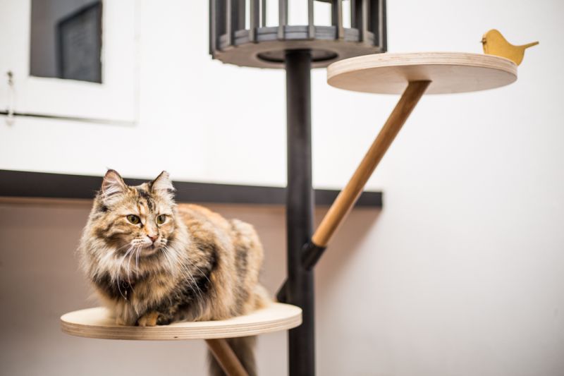 9lives is first ever cat furniture design show at Design Week Singapore 