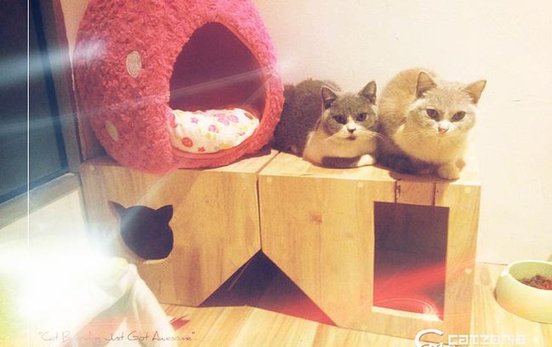 Catzonia in Malaysia is world’s first five-star Cat Hotel